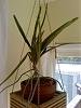 34960d1250369287t-rhynchostylis-retusa-cultivation-enquiry-rhynchostylis_retusa.jpg