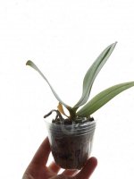 Phal.Tying Shin Golden Age 'Peter'.jpg