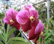 vanda-boonchoosand-x-vanda-bitzs-heartthrob-foto-3106.jpg