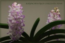 RHYNCHOSTYLIS COELESTIS PINK.jpg