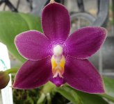 Phal. KS Happy Eagle x P.Meidarland Fanjocea.jpg