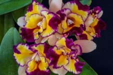 Hawaiian Orchids.jpg