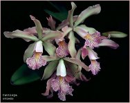 cattleya-04.jpg