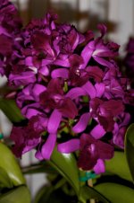 Cattleya Tristar Bouquet.jpg