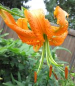 lilium henrii.jpg