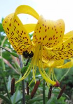 lilium leichtlinii.jpg