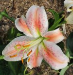 lilium orientalis.jpg