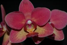 Phalaenopsis Brother Oconee 'Red Dream'.jpeg