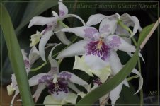 Beallara Tahoma Glacier 'Green'.jpg