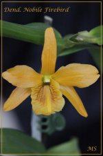 Dendrobium Nobile Firebird.jpg