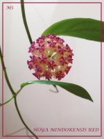 HOYA MINDORENSIS НО RED1.jpg