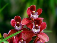 Orchids_11.jpg