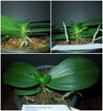 phalaenopsis I -lan.jpg