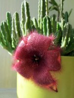 Stapelia grandiflora September 2014.jpg