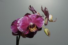 Phal hybrid.jpg