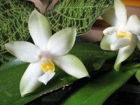 Phal violacea var alba Jul Aug Sept 2014.jpg