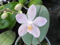 Phalaenopsis gigantea x Baguio (Phal.schilleriana x Phal.lindenii)1.jpg