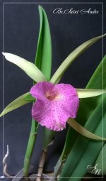 Bc.Saint Andre (C.dowiana aurea x B. nodosa).jpg