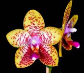 orchid-world.jpg