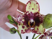 Phal.Scrabble 034.jpg