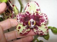 Phal.Scrabble 033.jpg