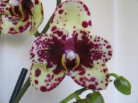 Phal.Scrabble 035.jpg