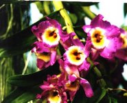 10095 dark red m   image-orchidfloriculture-10095.jpg