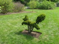Fox-topiary.jpg