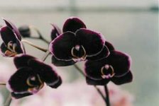 Dtps. Black Butterfly ORCHIS-01.jpg