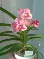 Ascotsenda pink_1.jpg