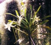 Angraecum sesquipedale.jpg