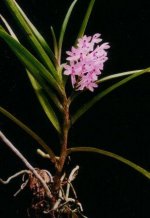 Ascocentrum christensonianum.jpg