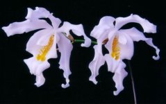 Coelogyne cristata.jpg