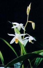 Cjelogyne flacida.jpg