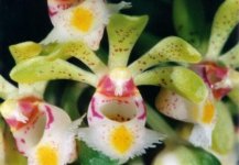 Gastrochilus obliguus.jpg