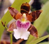 Miltonia clowesii.jpg