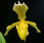 Paph.insigne v.sanderianum.jpg