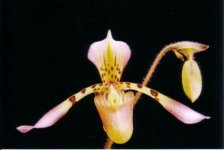 P.haynaldianum.jpg