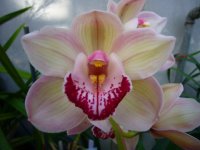 Cymbidium-520x390.jpg