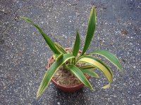 Oncidium sharry babu variegated.jpg