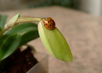 paph-helenae-ladybug.jpg