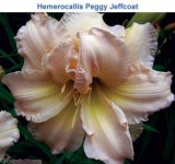 Hemerocallis-Peggy-Jeffcoat.jpg