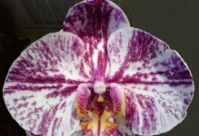 phal I-Hsin Chocolate 'I-Hsin'.jpg