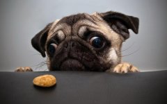 Animals_Dogs_Cross-eyed_pug_0309631_.jpg