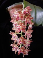 Phal%20gigantea.jpg