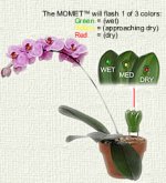 watering-momet-how.jpg