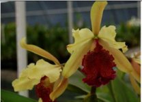 Cattleya aurea.jpg