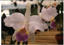 Cattleya lueddemanniana coeruelavenosa.jpg