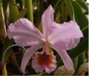 Cattleya percivaliana aurea.jpg