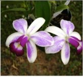 Cattleya violacea.jpg